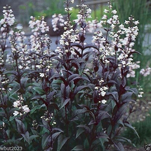 Penstemon digitalis 'Husker Red' Seeds - Foxglove Beardtongue - Caribbean garden seed