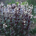 Penstemon digitalis 'Husker Red' Seeds - Foxglove Beardtongue - Caribbean garden seed