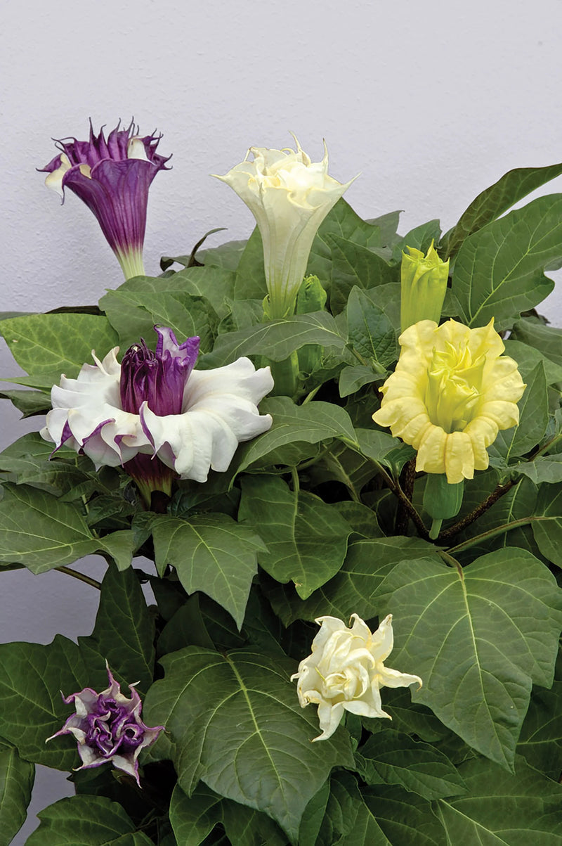 Datura Ballerina Mix Seeds - Double Trumpet Flowers | Annual