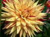 Dahlia Cactus 'Hy Pimento'( Tuber/Plant ) PERENNIAL - Caribbean garden seed