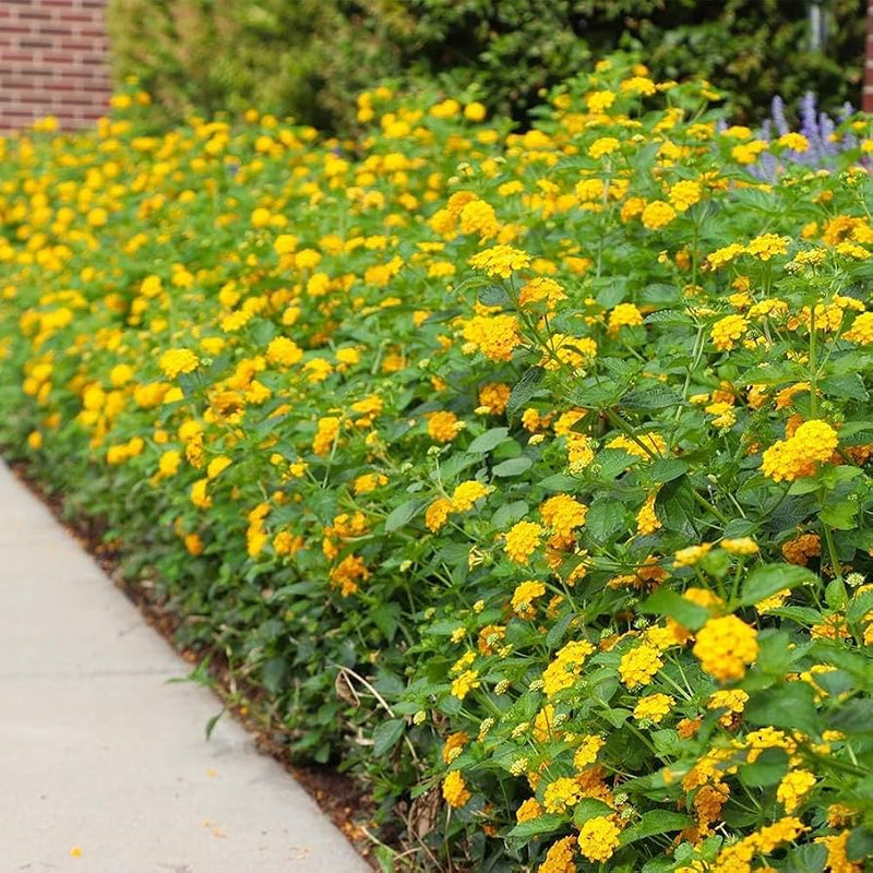 Chapel Hill Yellow Lantana | Live Starter Plants