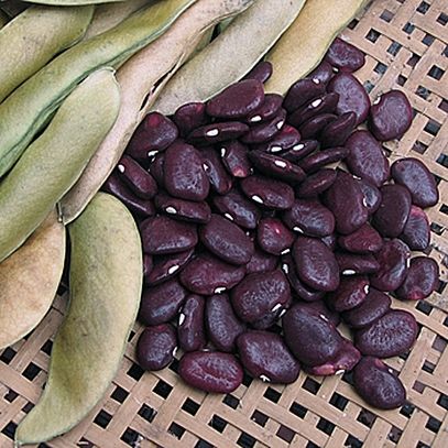 Dutch Purple Burgundy Pole Lima Bean Seeds