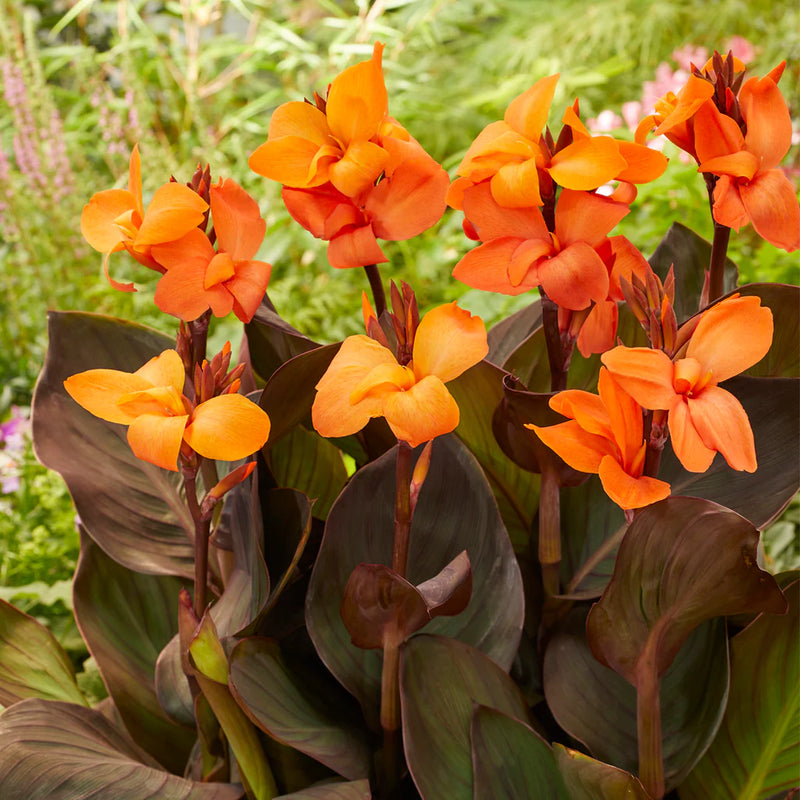 Canna Happy Wilma – Salmon Blooms, Bronze Foliage | Compact Reblooming Rhizome