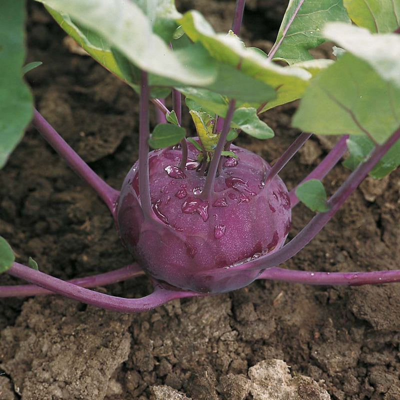 Kohlrabi Live Starter Plants – Green Kossak or Purple Vienna