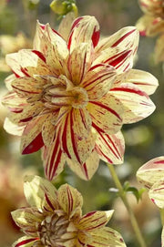 Dahlia Cactus 'Hy Pimento'( Tuber/Plant ) PERENNIAL - Caribbean garden seed