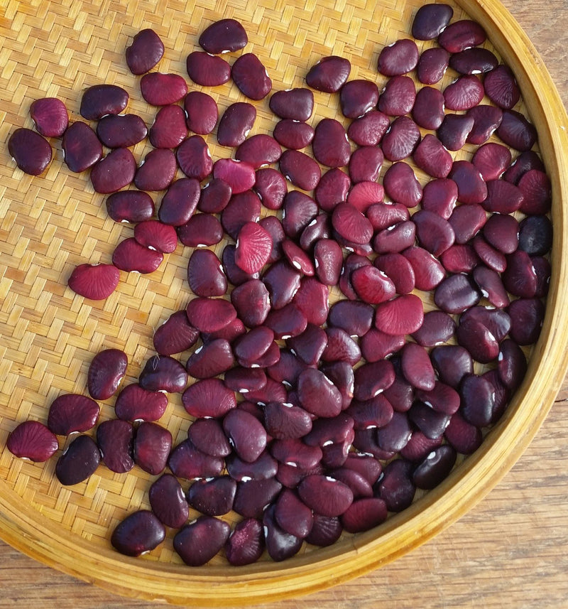 Dutch Purple Burgundy Pole Lima Bean Seeds