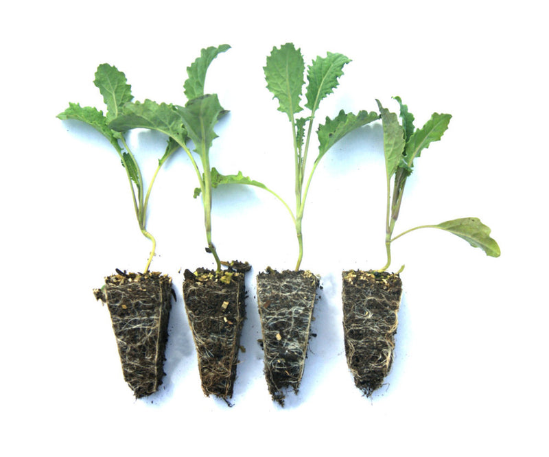 Green Kale Starter Plants - Bundle of 10 Live Plants