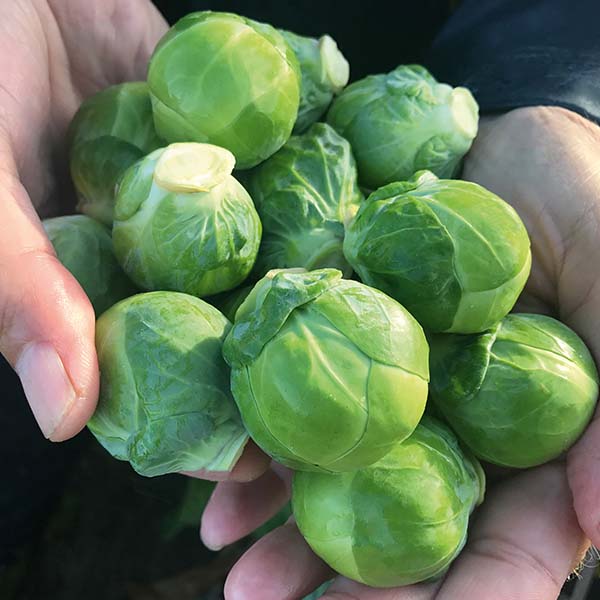 4 Poor Brussel Sprouts Live Plants