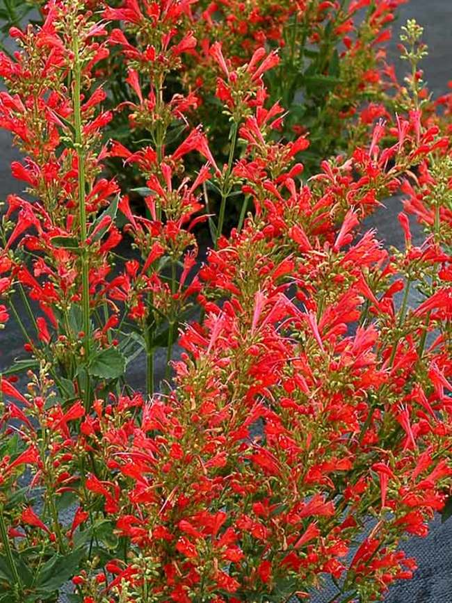 Red Agastache Live Plants, 3 Pack - Hummingbird Mint