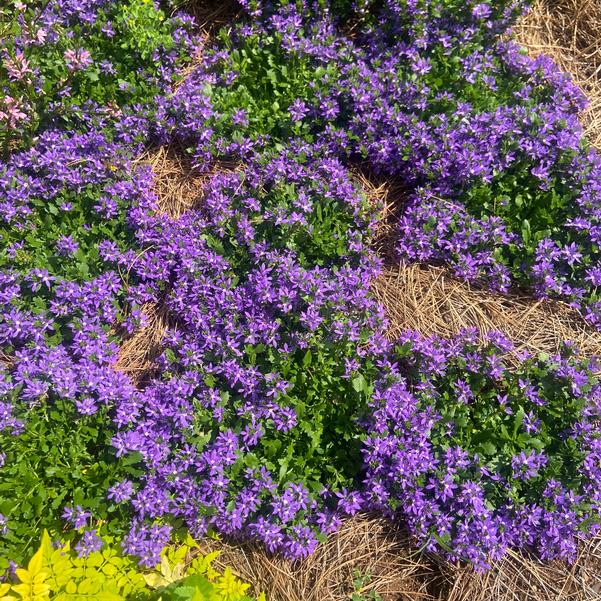 Purple Scaevola Fan Flower | Live Plant | Australian Evergreen Shrub | Zones 9–11 | Pots & Baskets