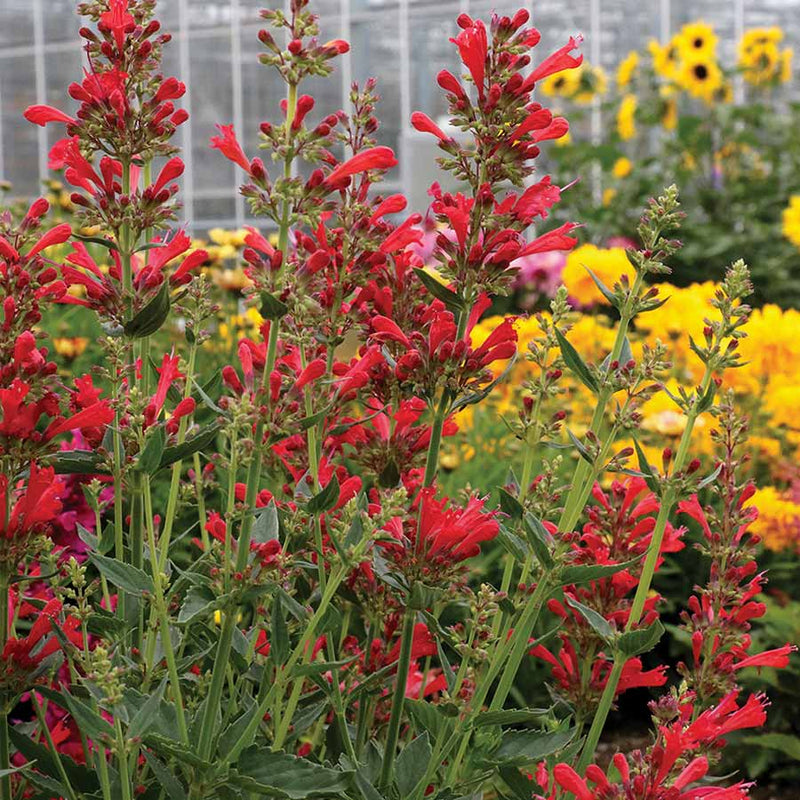 Red Agastache Live Plants, 3 Pack - Hummingbird Mint