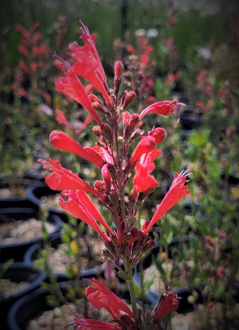 Red Agastache Live Plants, 3 Pack - Hummingbird Mint