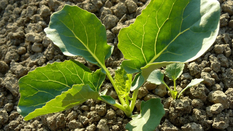 Eastern Crown Broccoli - 5 Live Plants