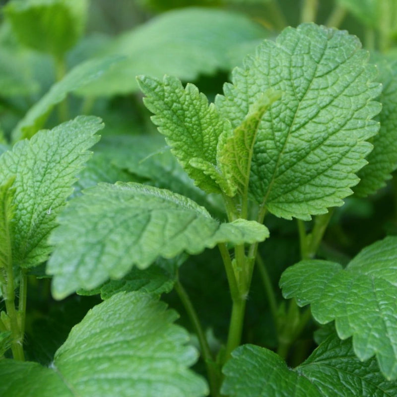 Lemon Balm Live Herb Plants (Melissa officinalis) pack or 3