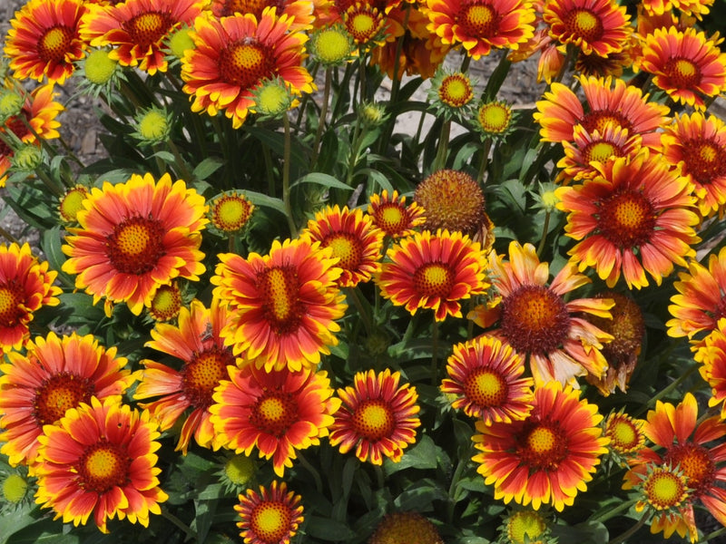 Gaillardia Blanket Flower - 3 Live Plants | Perennial