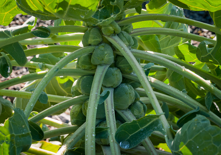 4 Poor Brussel Sprouts Live Plants