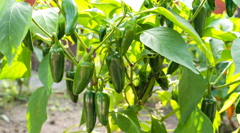 Fooled You Jalapeno Hot Peppers Seeds