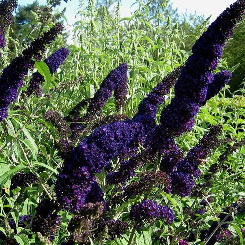 Black Knight Butterfly Bush - Live Plants, HARDY PERENNIAL - Caribbean garden seed