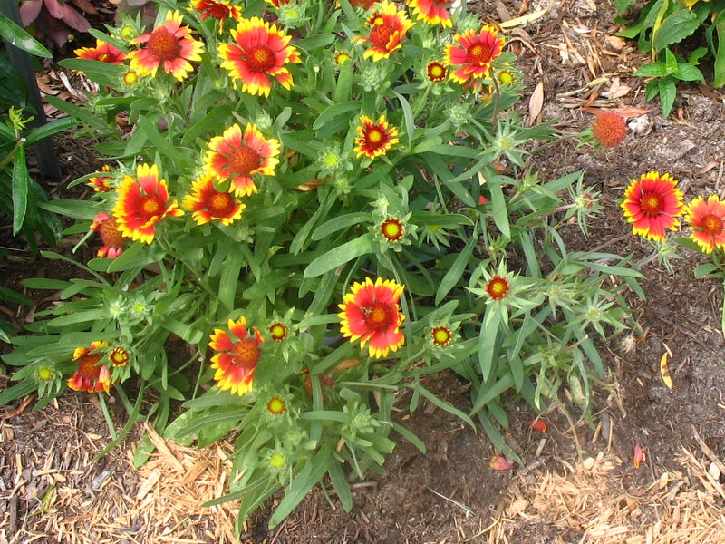 Gaillardia Blanket Flower - 3 Live Plants | Perennial