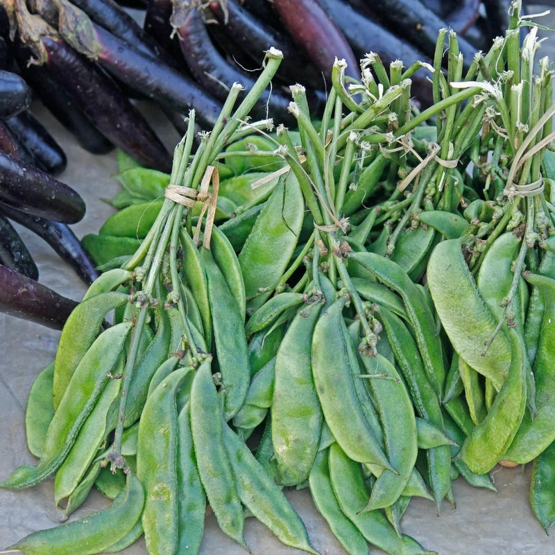 Surti Papdi Bush Hyacinth Bean Seeds (Dolichos lablab) KHYATI