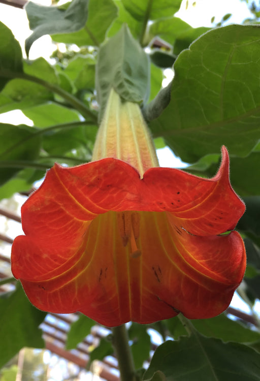 ANGEL TRUMPET RED (Brugmansia) Tropical Beauty Seeds - Caribbean garden seed