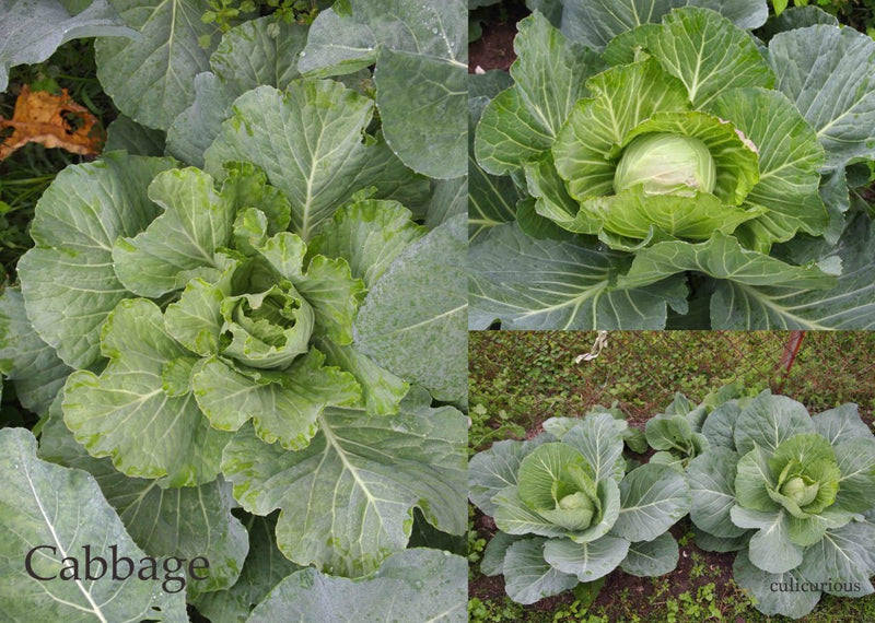 5 Bravo Cabbage Live Plants