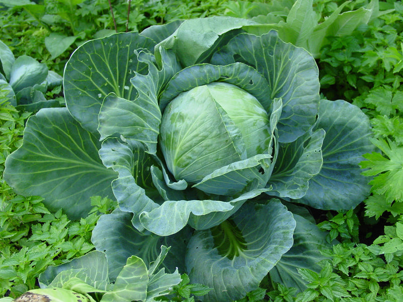 5 Bravo Cabbage Live Plants