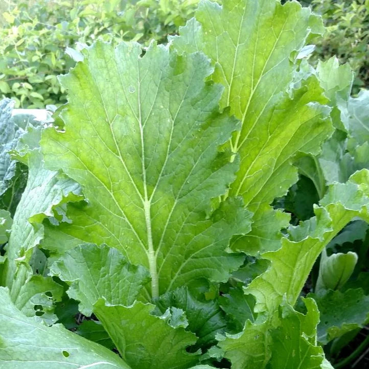 Michihili Chinese Cabbage Live Plants - 5 Plant Pack
