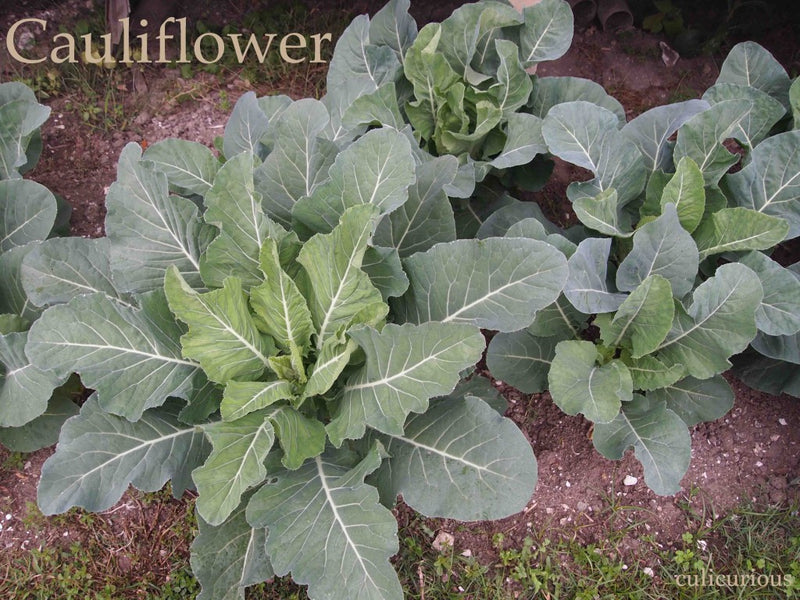 5 Flamenco Cauliflower Live Plants