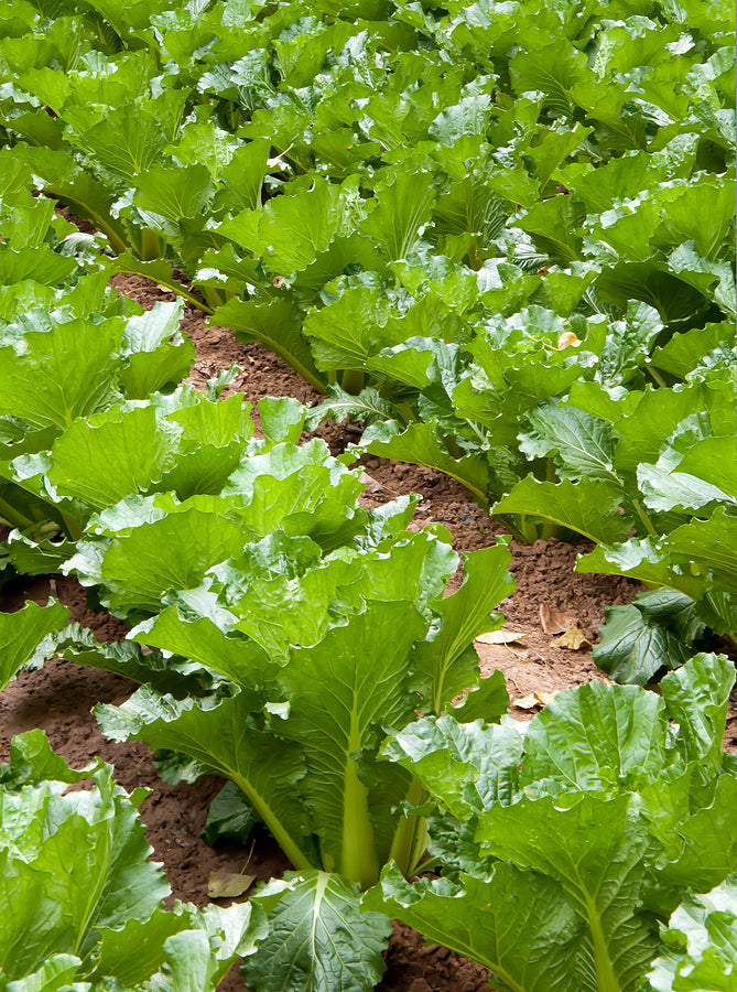 Michihili Chinese Cabbage Live Plants - 5 Plant Pack