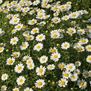 CREEPING DAISY SEED, ANNUAL FLOWERS - Caribbean garden seed