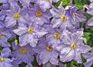 Clematis WILL GOODWIN (Starter Plant) PERENNIAL VINE - Caribbean garden seed