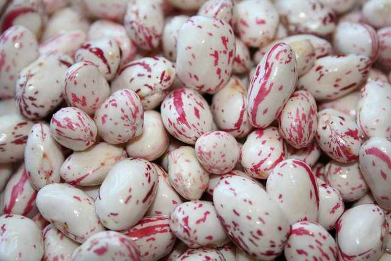 White Cargamanto Bean Seeds | Colombian Heirloom