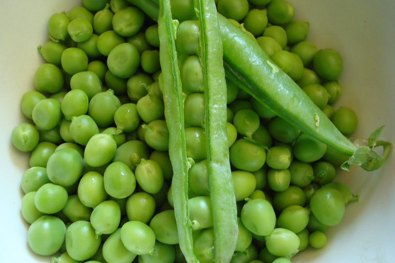 Thomas Laxton Pea Seeds | Pisum sativum | 1900 Heirloom | Sweet Shelling Pea | Early Season | 60–65 Days