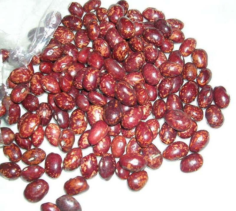 Red Cargamanto Bean Seeds | Colombian Heirloom