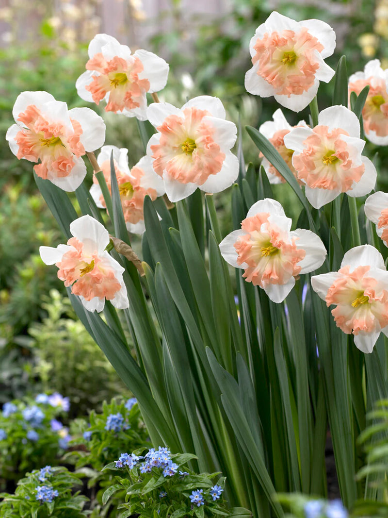 Pink Mallee Double Daffodil Bulbs – Butterfly Daffodil, Fall Planting