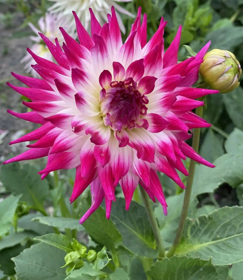 Dahlia Cactus  Dutch Explosion (tuber) PERENNIAL FLOWERS - Caribbean garden seed