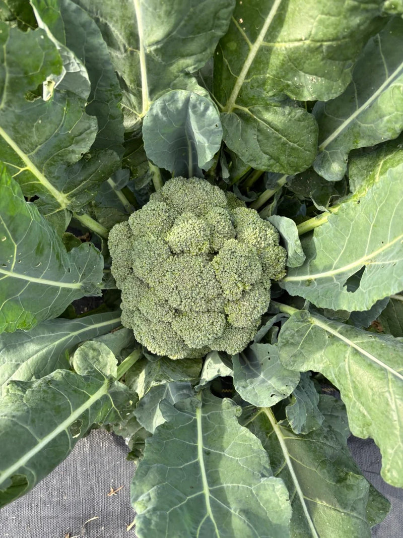 Eastern Crown Broccoli - 5 Live Plants