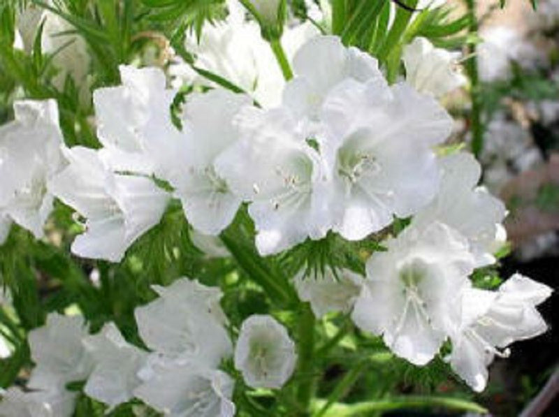 White Viper's Bugloss Echium Plantagineum Seeds - Caribbean garden seed