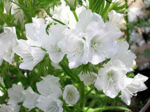 White Viper's Bugloss Echium Plantagineum Seeds - Caribbean garden seed