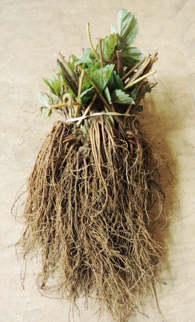 Galletta June-Bearing Strawberry Live Plug Plants