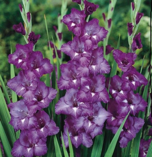 Gladiolus Alpha – Lavender-Pink Perennial Flower Bulbs | Top Grade #1 Corms (12/14 cm)