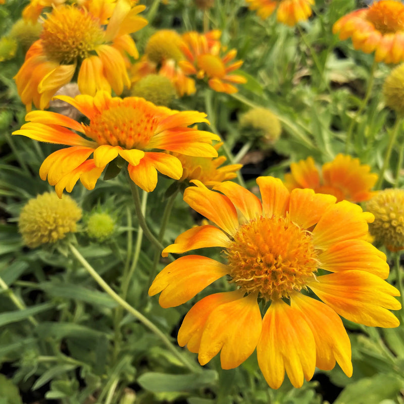 Gaillardia Blanket Flower - 3 Live Plants | Perennial