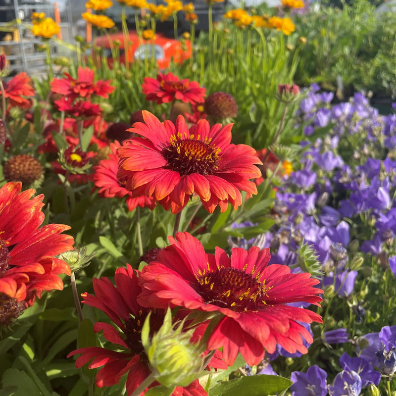 Gaillardia Blanket Flower - 3 Live Plants | Perennial