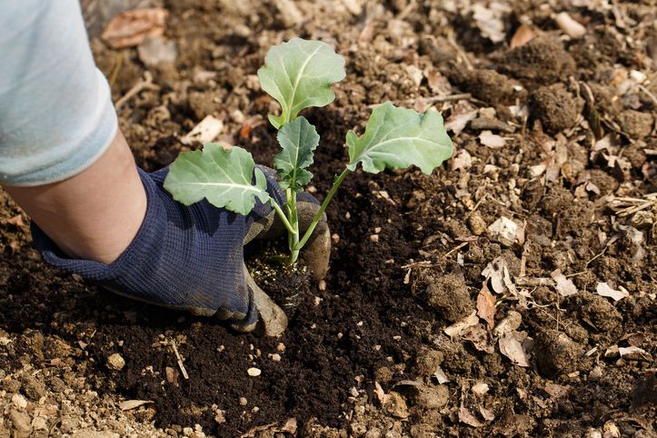 Eastern Crown Broccoli - 5 Live Plants