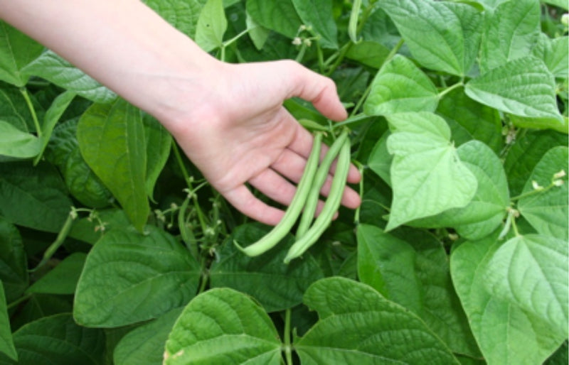 White Marrow Bean Seeds | White Egg Shelling Bean