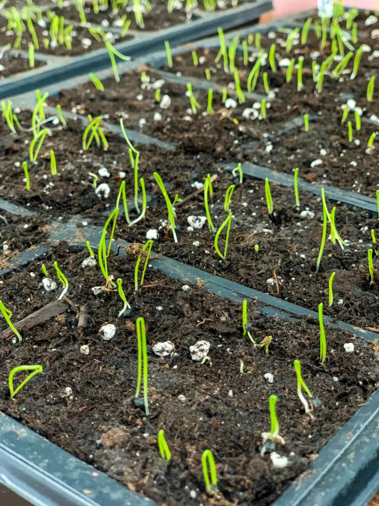 Imai Early Yellow Onion Seeds | Intermediate-Day Bulbing Onion