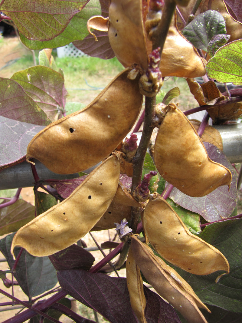 Lakshmi Valor Lablab Bean Seeds | Asian Vegetable