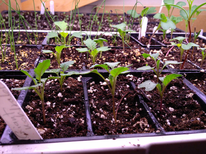 4 Kossak Kohlrabi Live Plants