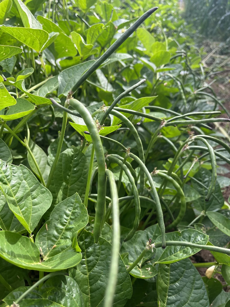 Zuni Shalako Bush Bean Seeds | Heirloom
